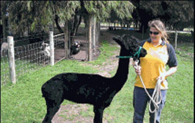 Sunflowers Animal Farm & Farmstay Margaret River Ngoại thất bức ảnh