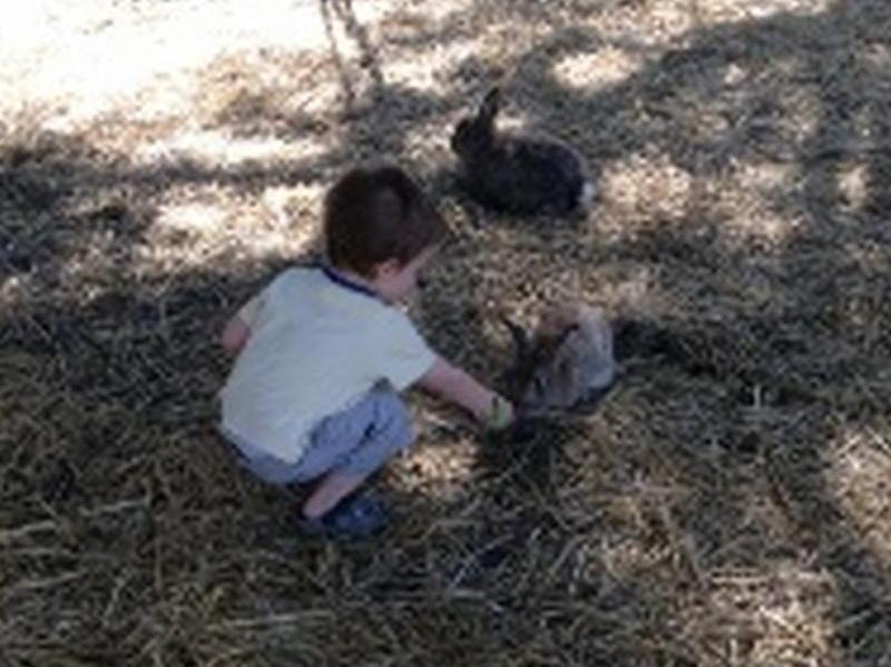 Sunflowers Animal Farm & Farmstay Margaret River Ngoại thất bức ảnh